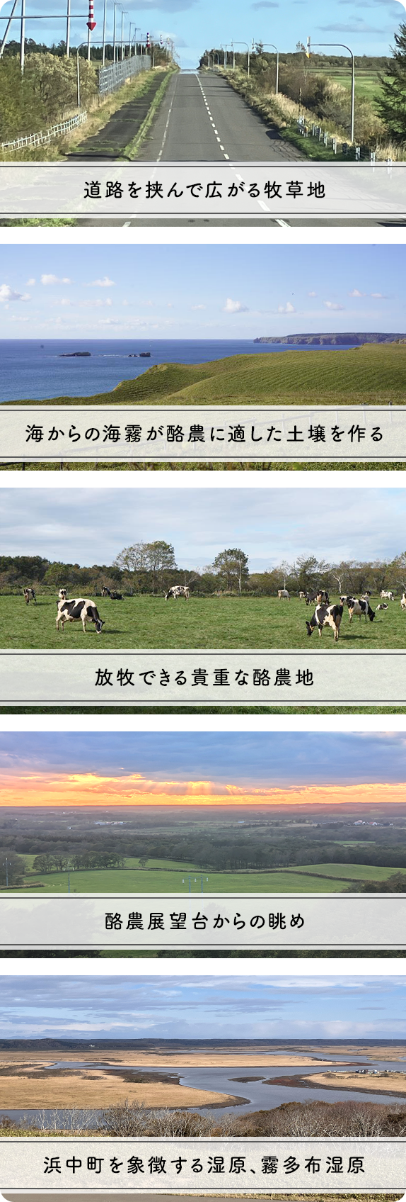 道路を挟んで広がる牧草地 海からの海霧が酪農に適した土壌を作る 放牧できる貴重な酪農地 酪農展望台からの眺め 浜中町を象徴する湿原、霧多布湿原
